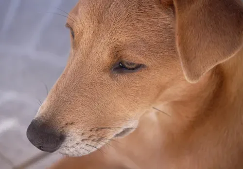 Built to survive | Why 'Spotty' and 'Fluffy' are among SA's toughest dogs