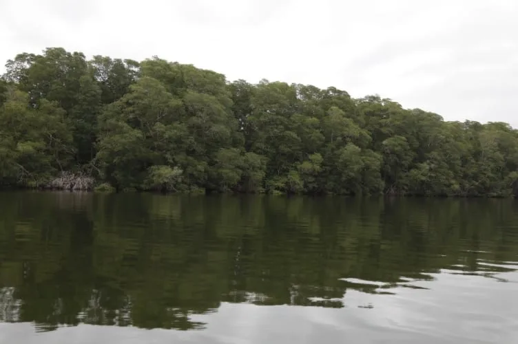 En Panamá reafirman que la conservación de los manglares de David es vital para la pesca en la provincia de Chiriquí