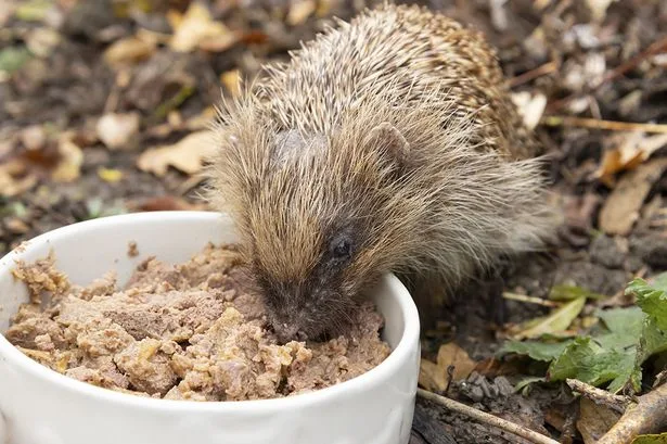 Don't put out this common food out for hedgehogs as it's 'difficult to digest'