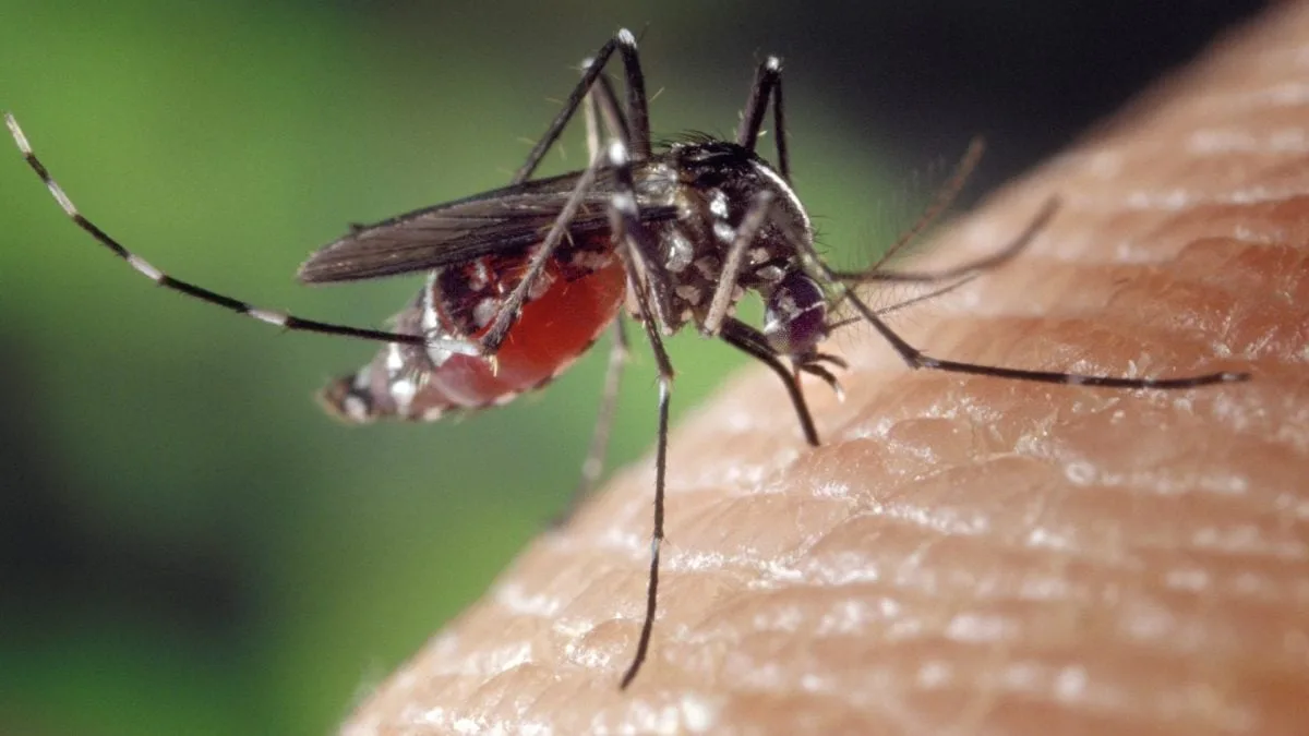 Pesquisadores criam “vacina inteligente” contra chikungunya