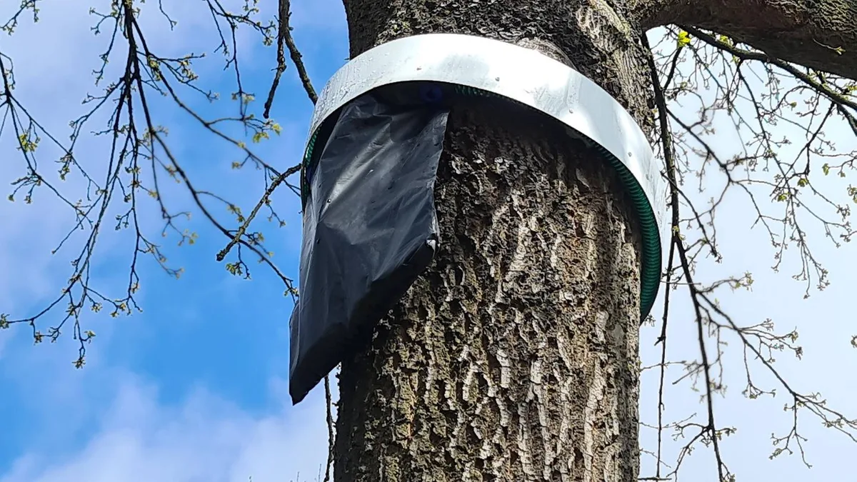 Eichenprozessionsspinner: Gefahr in Parks und Wäldern: Vorsicht, wenn Sie diesen Beutel sehen