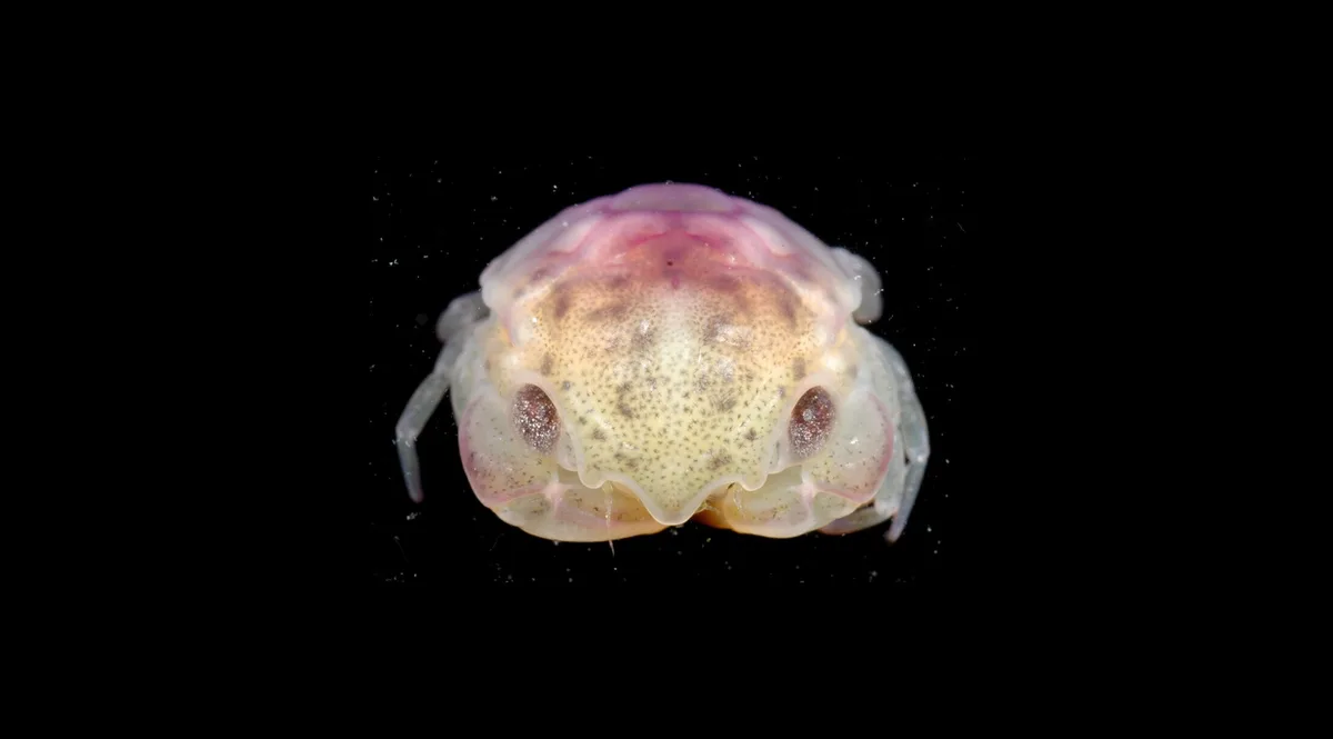 Estudo inédito: estes crustáceos vivem agarrados a cobras marinhas