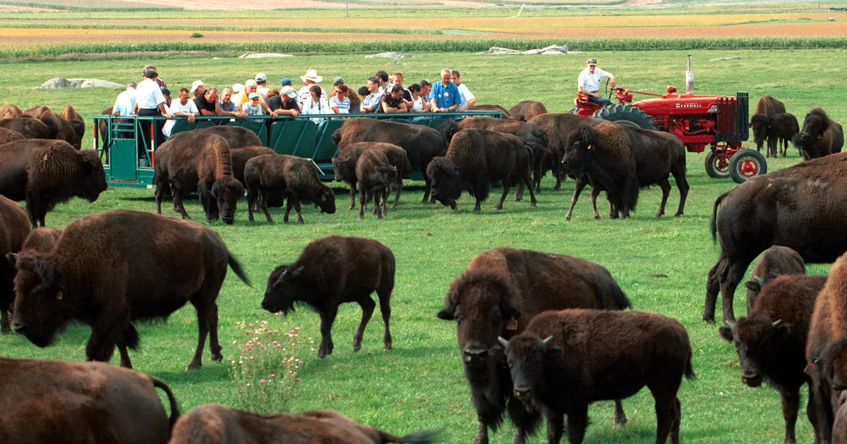 Los bisontes de América del Norte pasaron de millones a apenas cientos, pero el ADN antiguo revela que conservaron gran parte de su diversidad genética mientras las manadas aisladas se diferenciaban entre sí