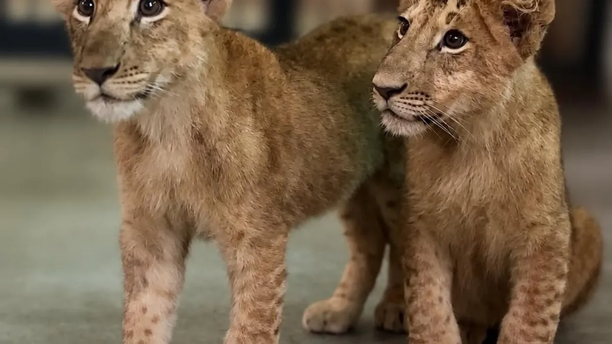 Lion cubs Simba, Suri moved to open enclosure in Thiruvananthapuram zoo for public viewing