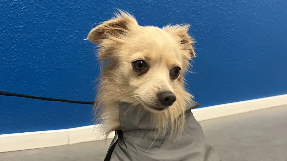 Am Hauptbahnhof angebunden - Gestohlen und ausgesetzt? Hund aufgefunden