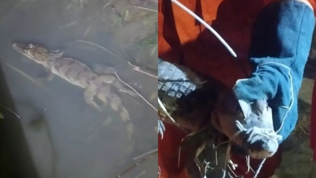 Jacaré é resgatado em córrego próximo a casas em Teresina; vídeo