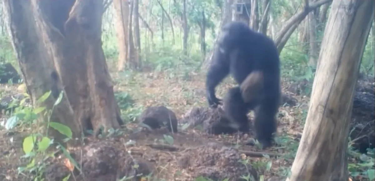 Por que macacos jogam pedras nas mesmas árvores há anos? Estudo descobriu; vídeos