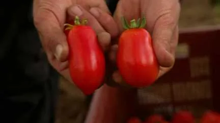 Prix en hausse, calibres en baisse… Les conséquences de la sécheresse sur les fruits et légumes s'affichent sur les étals