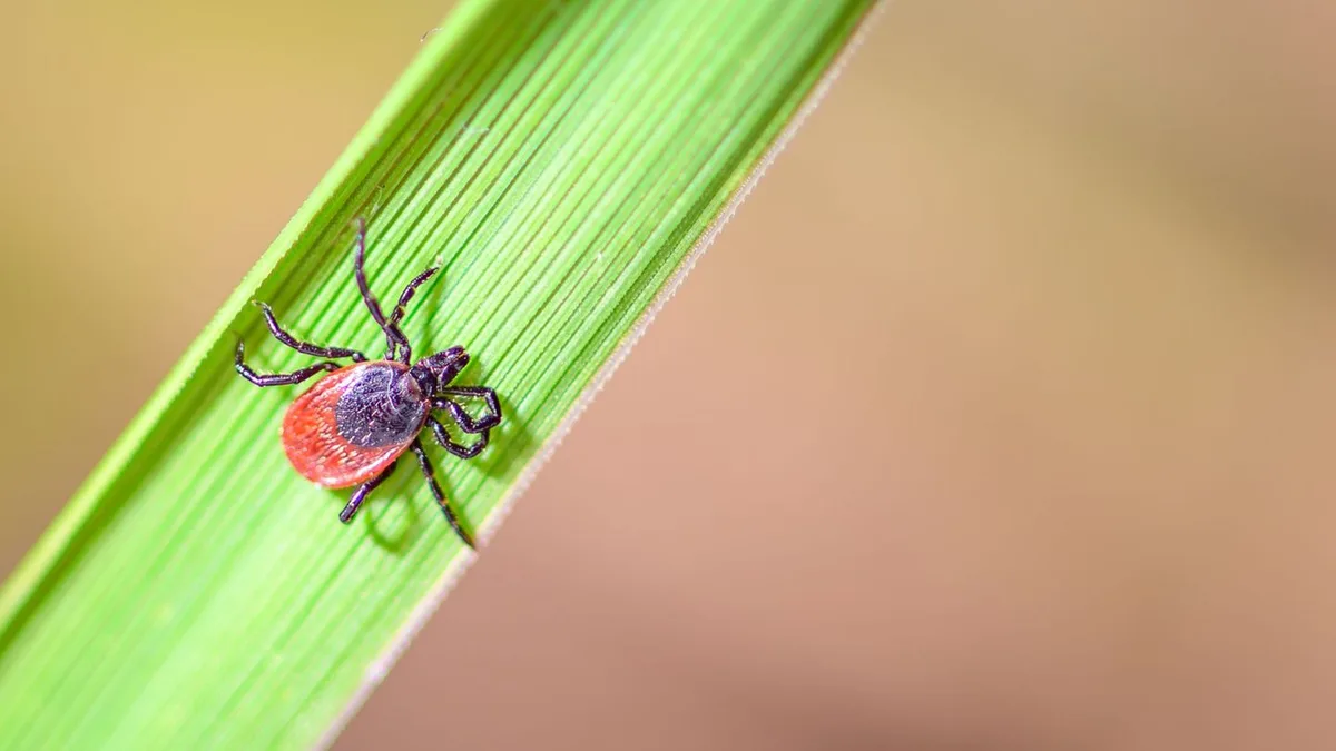 Gesundheit: Zecken in Sachsen: deutlich weniger Borreliose-Fälle