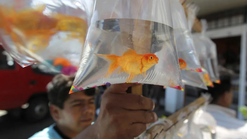 Pourquoi maltraitez-vous peut-être votre poisson rouge (et pourquoi s'en souvient-il)?