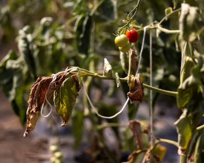 UK relies on heat-stressed countries for fruit and veg it could grow itself – report