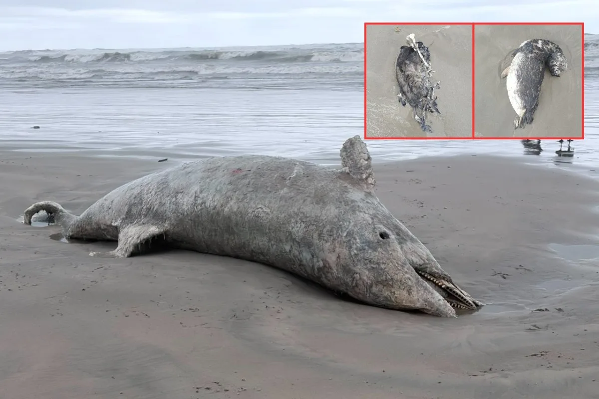 Pinguins e golfinho são encontrados mortos em praias do litoral de SP
