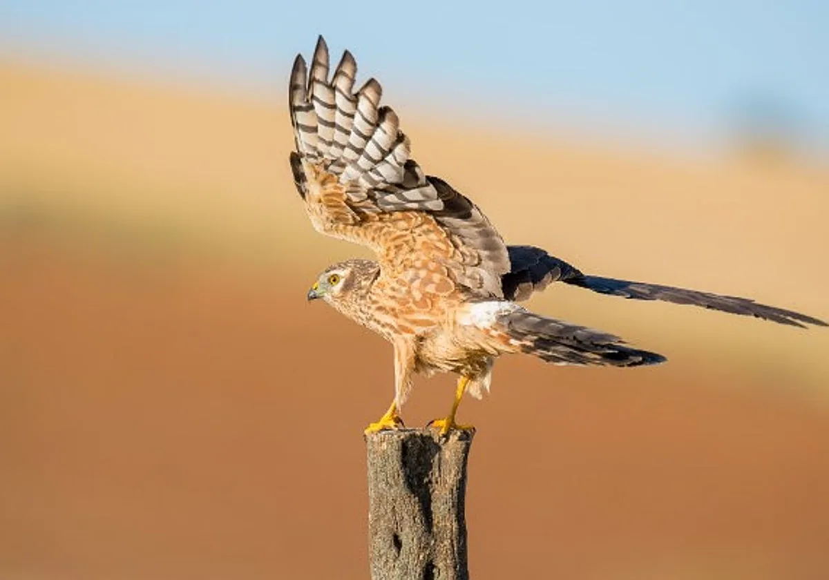 El aguilucho cenizo, al límite de los campos españoles