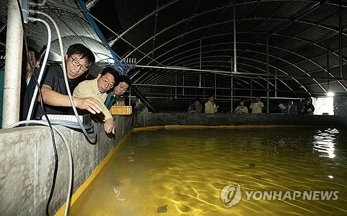 고수온에 경북 동해안 어류 322만여마리 폐사…역대 최대