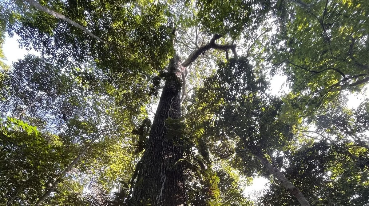 Quais são as 18 árvores que sustentam a Amazônia na luta contra o aquecimento global