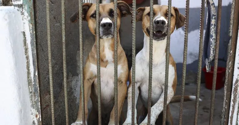 40 mil animais recolhidos por ano e centros sobrelotados