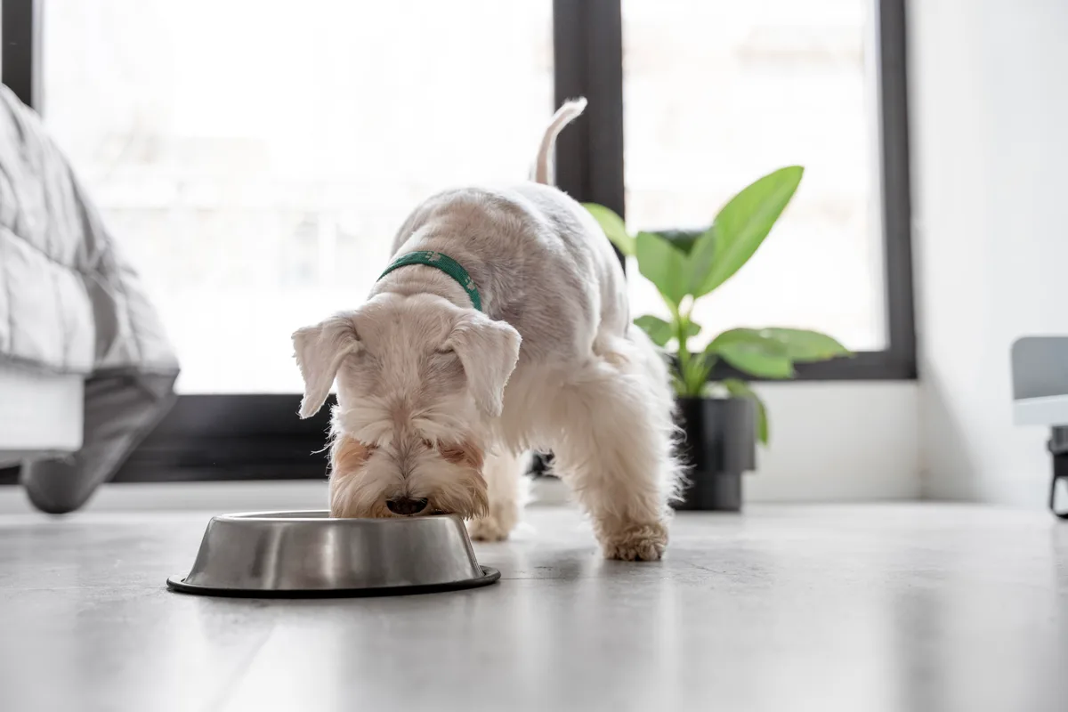 Essa alimentação pode transformar a saúde do seu cachorro