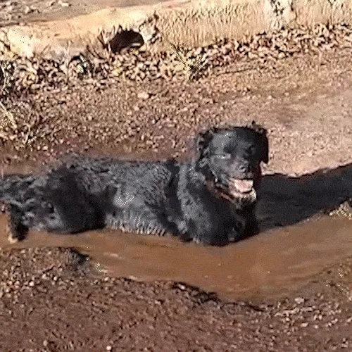Para espantar o calorão, cachorro improvisa "piscina" em buraco de rua