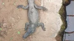 Crocodile attack suspect has bail extended