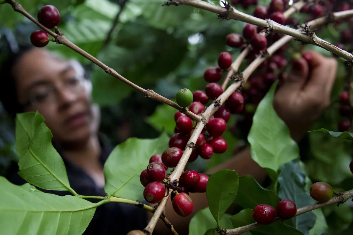 Renovación del parque cafetalero salvadoreño se encuentra en riesgo por escasez de material certificado
