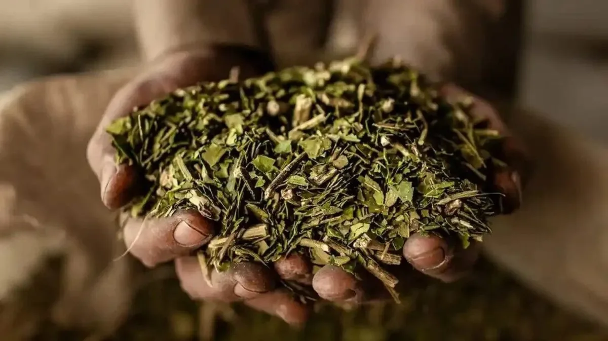 La yerba mate misionera desembarca en Nueva Zelanda a través de un envío asociativo