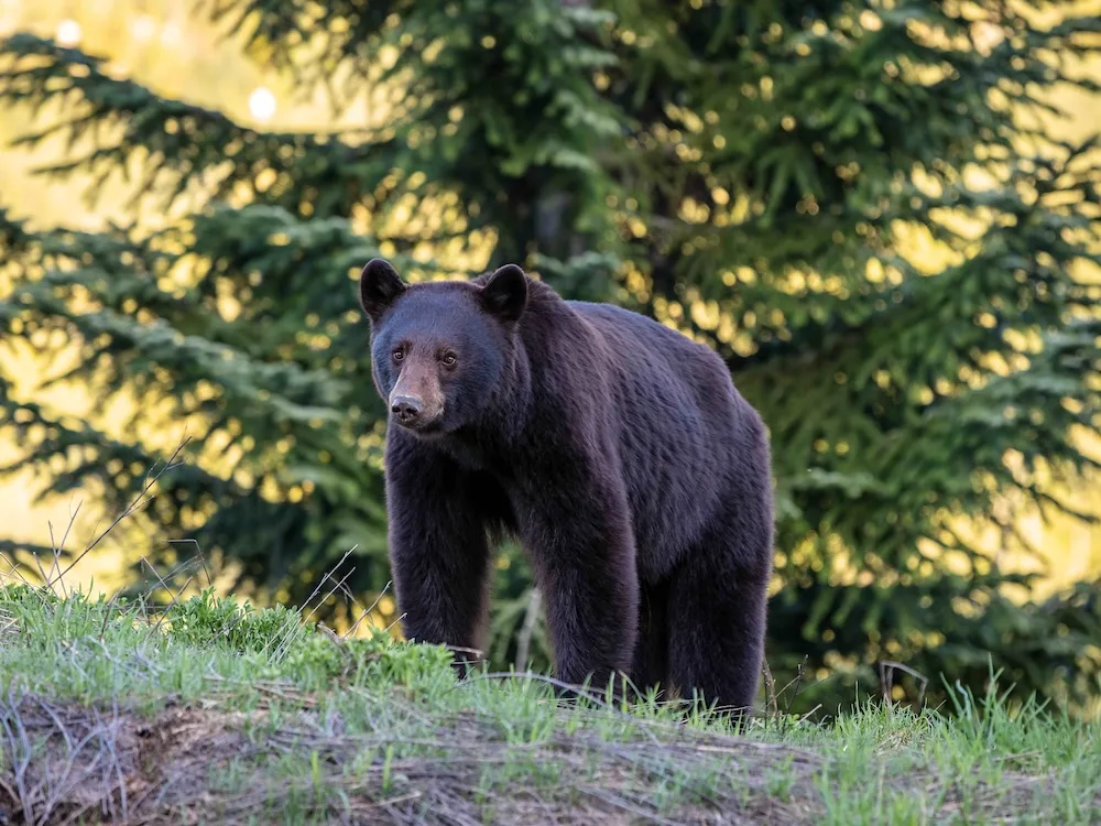 Why Do We Feed Wildlife?
