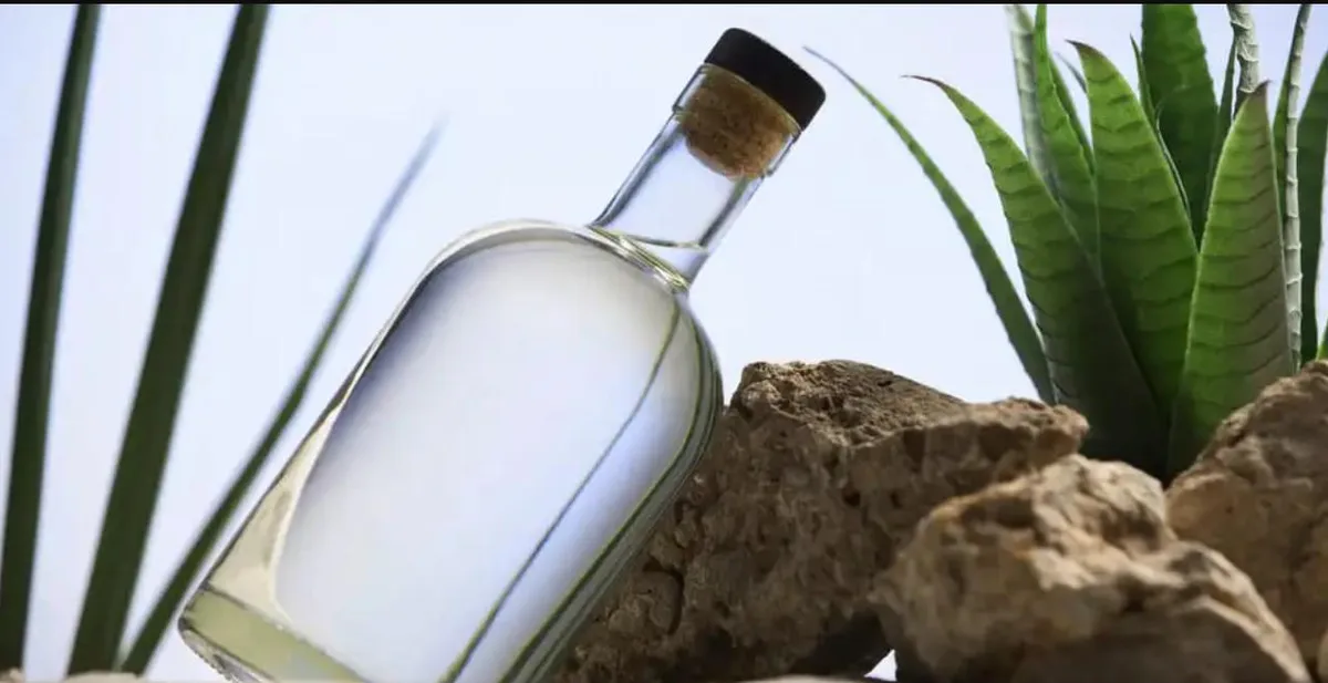 Coahuila, segundo productor nacional de sotol; mercado podría triplicarse