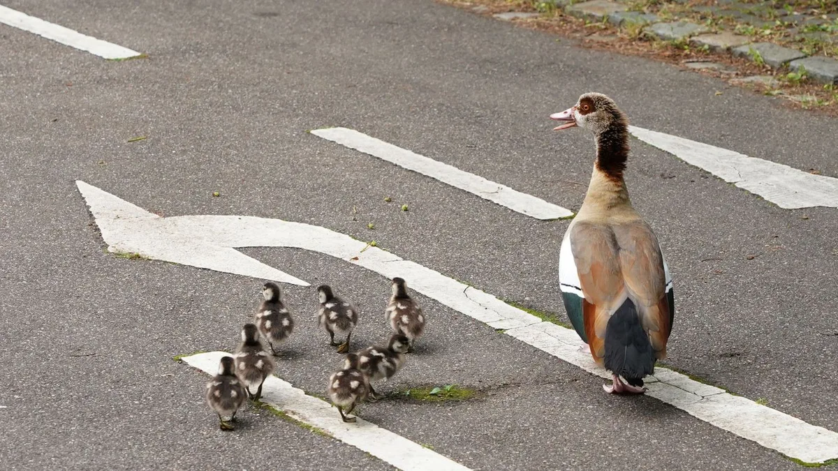 Tiere im Verkehr: Entenfamilie überfahren – Verstoß gegen Tierschutzgesetz?