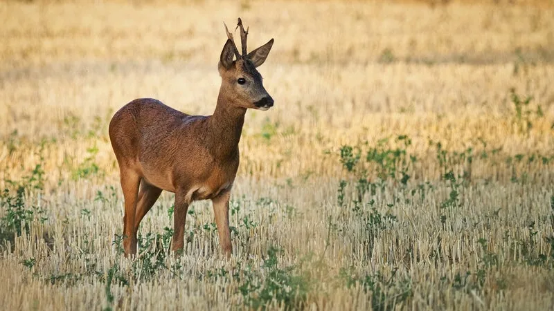 "Accorder le répit nécessaire aux animaux survivants": un appel à manifester le 24 octobre contre la chasse après les incendies de l'été