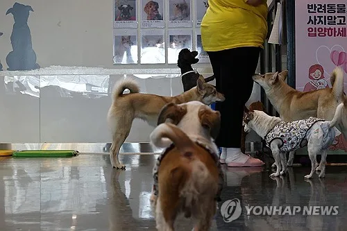 [반려동물] "구조 5만마리 중 입양 39마리"…기업·문화계 지원 이어져
