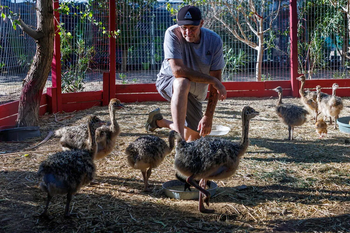 Bullets, blood and ostrich feathers: Why are they killing Mike Matson's beloved desert birds?