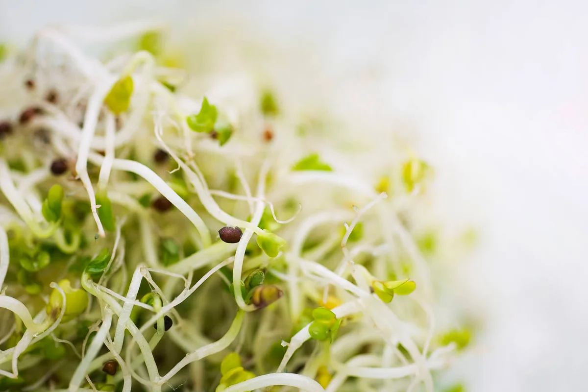 Alfalfa sprouts recalled for E. coli and salmonella after dozens of illnesses in 15 states
