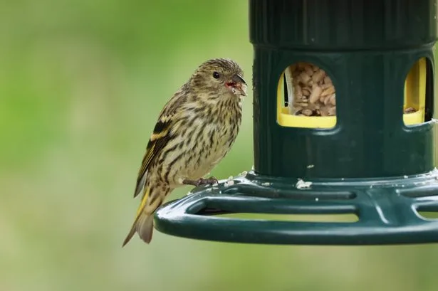 Bird feeder owners urged to take action as rain could 'prove deadly' for animals