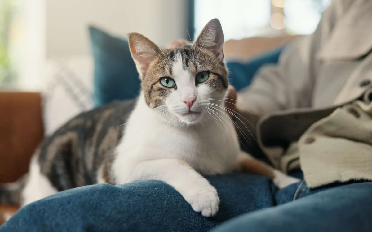 Votre chat pourrait-il vous transmettre ce dangereux champignon ? Les experts tirent la sonnette d'alarme
