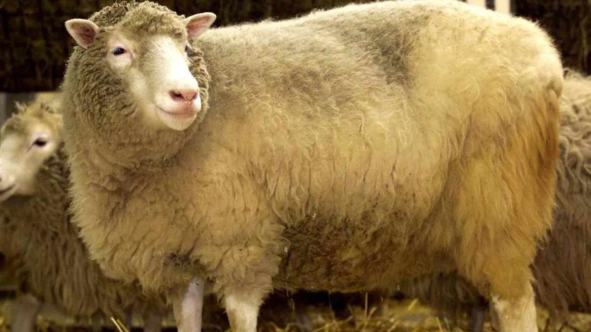 Dolly, the sheep that stands as an icon for cloning