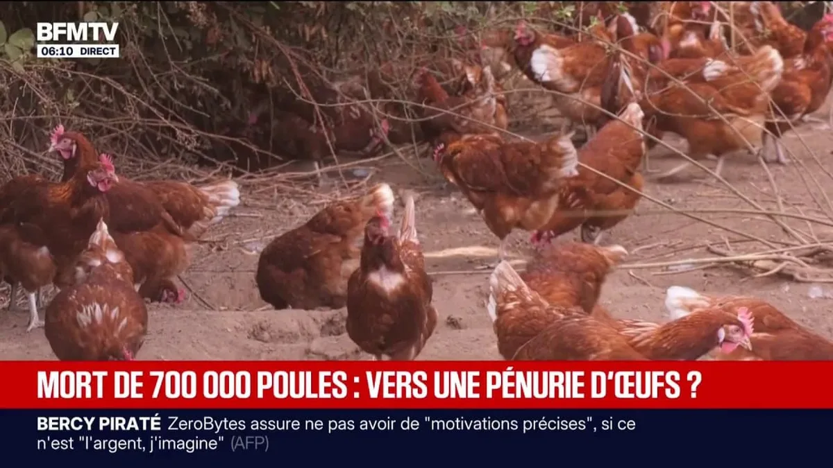 Canicule: 700.000 poules sont mortes lors des vagues de chaleur, la pénurie d'œufs possible ?