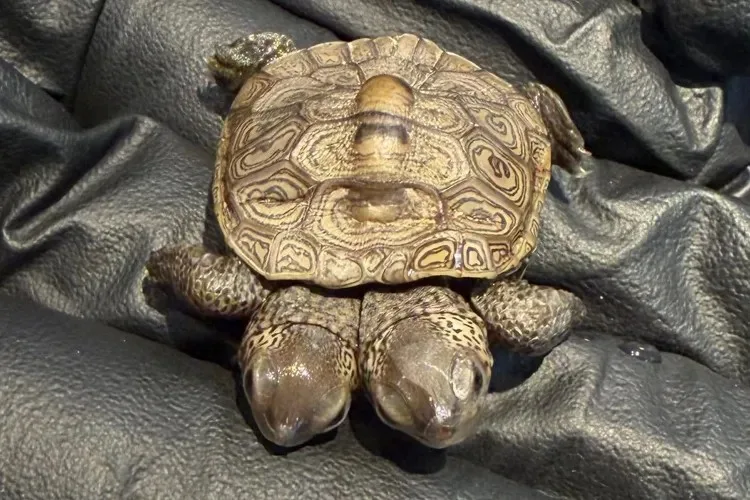 Tartaruga-diamante de duas cabeças é encontrada em Cape Cod pela primeira vez em 5 anos