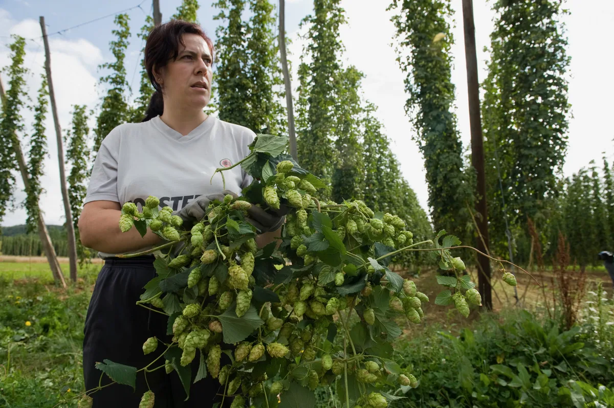 Órbigo, la comarca leonesa que produce el 90% del lúpulo que demandan las cerveceras en España