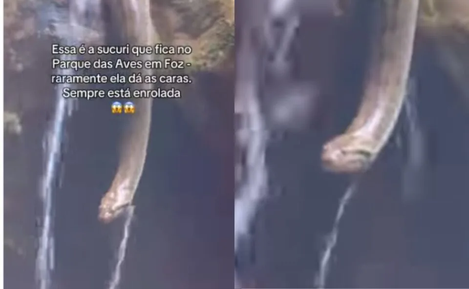 Turistas dão de cara com sucuri gigante durante passeio em Foz do Iguaçu; veja vídeo