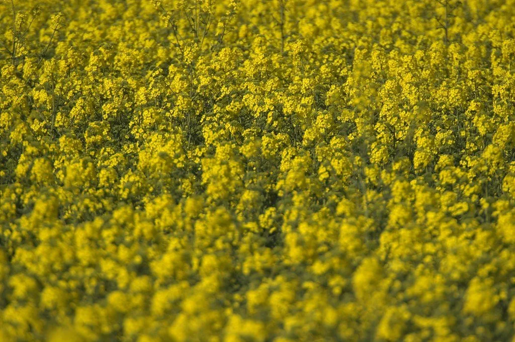 Do leite à batata: por que os agricultores estão colhendo de madrugada