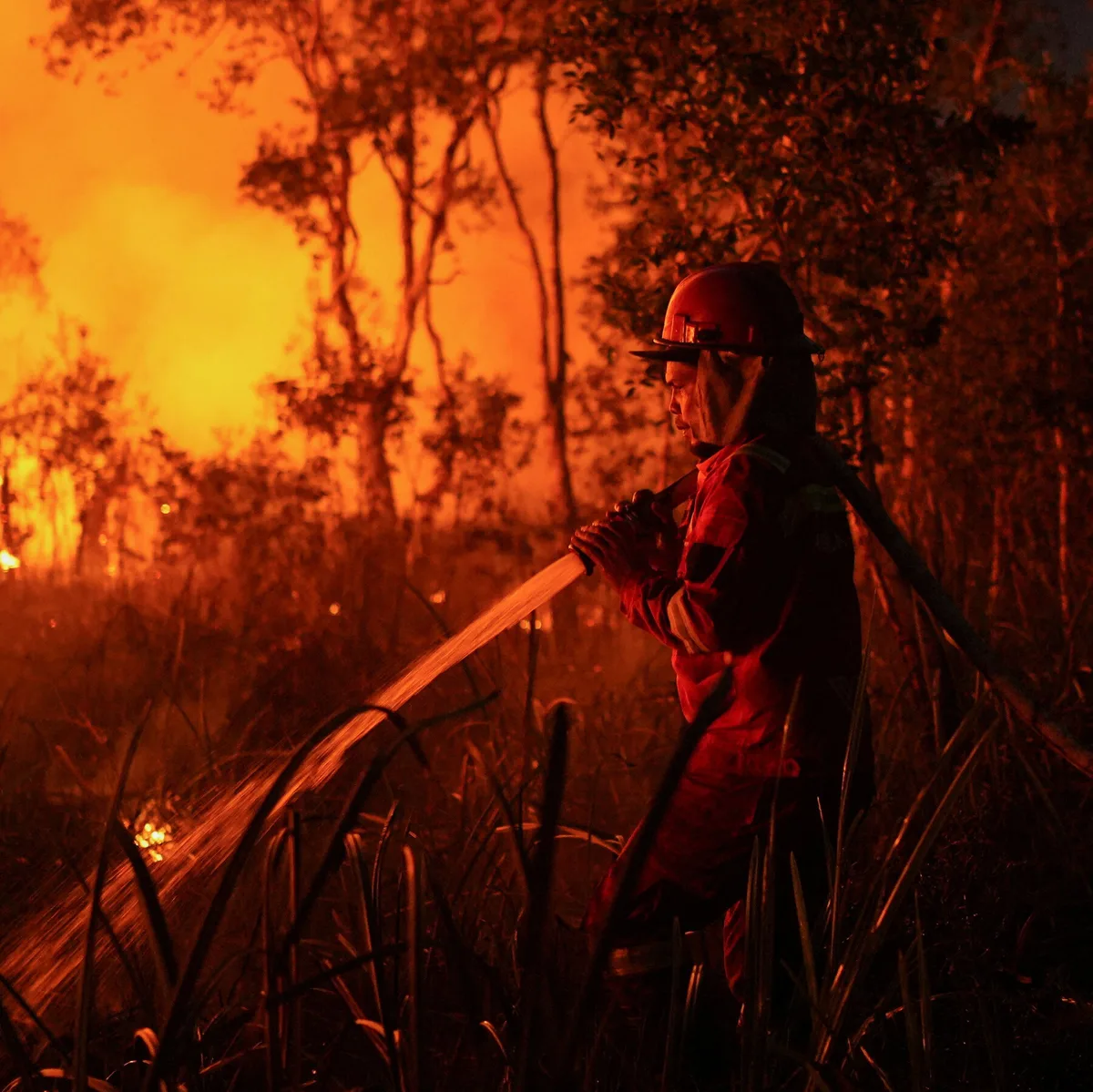 As El Niño Dries Indonesia, Wildfires Intensify