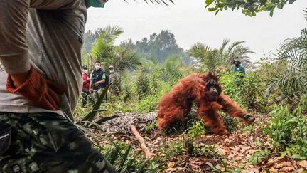 Des dizaines d'orang-outans ont été sauvés des incendies en Indonésie, selon plusieurs ONG