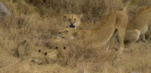 Tansania: Zehn Löwen in Naturschutzgebiet in tot aufgefunden – Vergiftungsverdacht