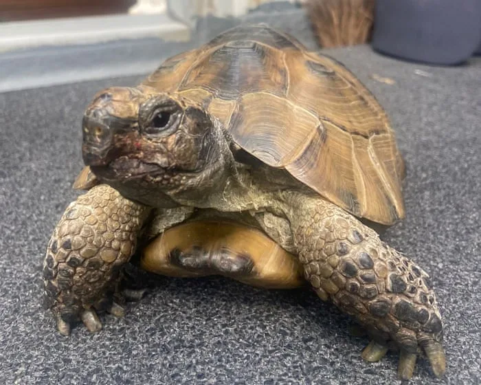 The pet I’ll never forget: Darwin, the high-maintenance tortoise
