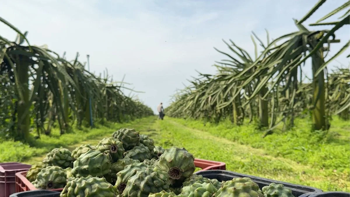 ‘Trabalho o ano inteiro’: com espinhos e cor verde, variedade de inverno da pitaya é mais saborosa e aparece como opção para produtores do fruto na entressafra