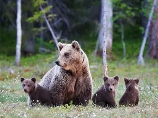 « Elle a eu beaucoup de chance » : une adolescente attaquée par un ours en pleine nuit dans sa chambre