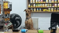 Gato devolvido a abrigo por ser “dependente demais” aparece “feliz” após ser adotado por novo tutor no RS