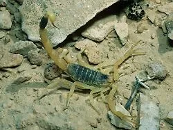 Ins Krankenhaus gebracht : Giftiger Skorpion sticht Frau am Düsseldorfer Flughafen