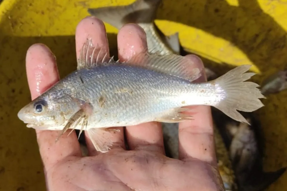 Peixes do ES têm anomalias ligadas ao desastre de Mariana, diz estudo
