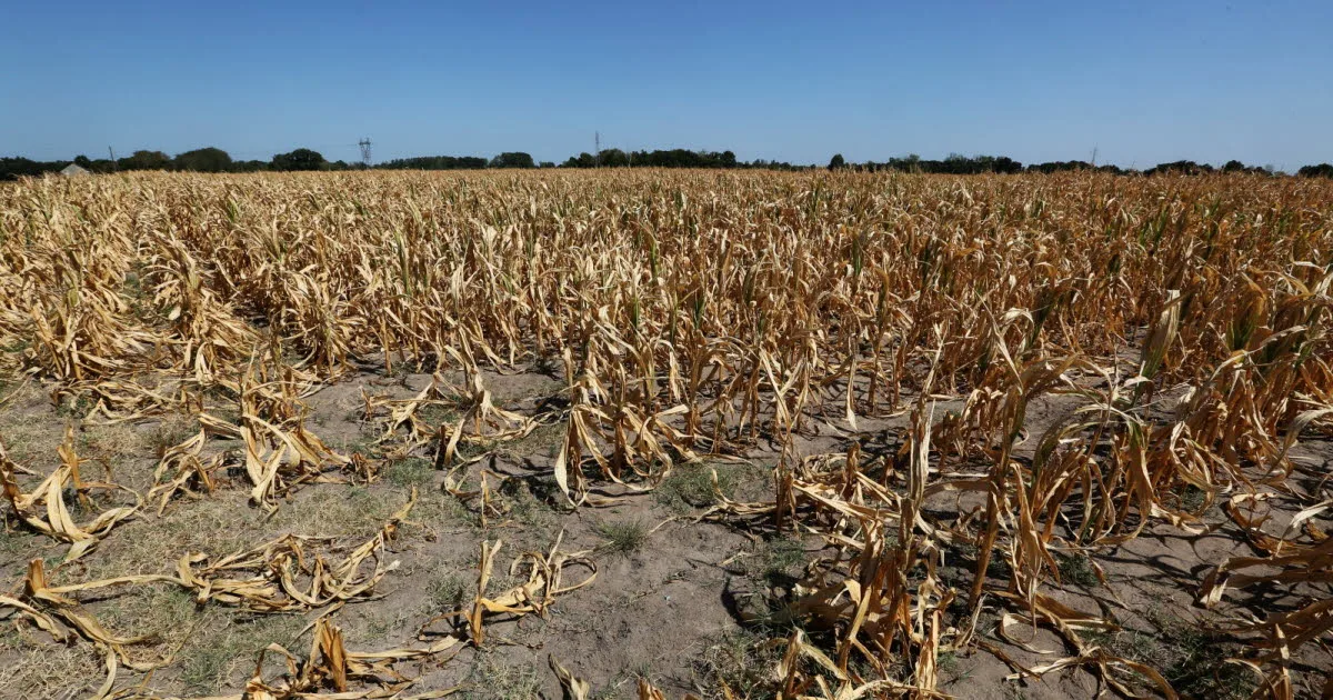 Décryptage. Canicules et sécheresse : après un été catastrophique pour l’agriculture, quelle réponse ?